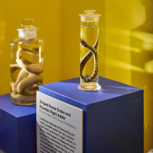 Snakes used in traditional weather forecasting